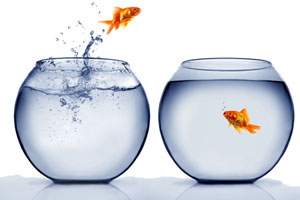 Goldfish jumping from one bowl to another